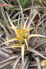 Image result for Buchnera capitata