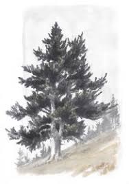 Maybe you would like to learn more about one of these? How To Draw Trees Conifers John Muir Laws