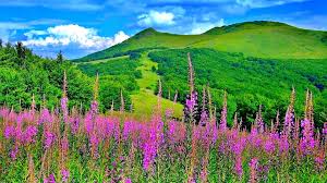Spring Landscape Hills Grass Peaceful Forest Hill Flowers Time Sky Splendor Mountains Nature Woods Beautiful Nature Spring Spring Landscape Landscape Wallpaper