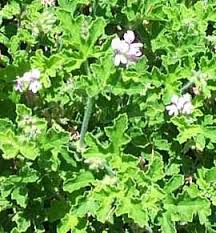 Image result for Pelargonium graveolens