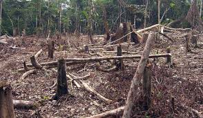 Antara tahun 1990 dan 2010 malaysia hilang 8.6% dari hutan, atau sekitar 1,920,000 hektar (4,700,000 ekar). Pengertian Penyebab Dan Dampak Penebangan Hutan Ilmu Pengetahuan Dasar