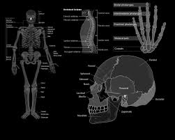 Anatomy Wallpapers 1280x1024 Desktop Backgrounds