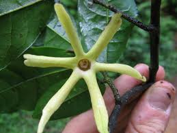 Image result for isolona lebrunii