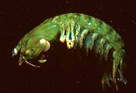 Image result for Platostoma montanum