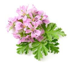 Image result for Geranium arabicum