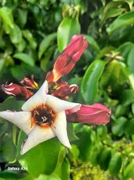 Image result for Gnidia hockii