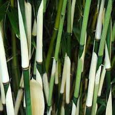 Bambou Fargesia Robusta Haie Bambou Bambou Fargesia Bambou Fargesia Robusta