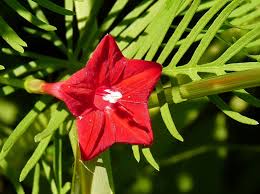 Image result for Ipomoea quamoclit