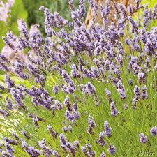 Der richtige zeitpunkt ist ausschlaggebend für den erfolg. Lavendel Grosso 2 Pflanzen Lavandula Krauterpflanzen Garten Schluter