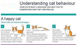 Here You Will Be Able To Learn The Various Facts About Cat Behavior So That You Can Enhance Your Skills By Pet Care And Cat Behavior Cat Tail Language Cat Body