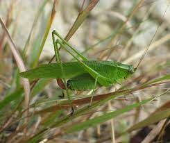 Females most typically lay their eggs at the end of summer beneath the soil or in plant stem holes. Fork Tailed Bush Katydid Scudderia Furcata