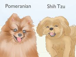 This is to ensure that your veterinarian concurs that the pup is in good health as per the contract that you were given. 4 Ways To Identify A Shih Tzu Wikihow