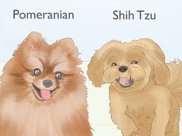 The american kennel club recognises eight official shih tzu coat colors. 4 Ways To Identify A Shih Tzu Wikihow