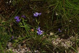 Image result for Afrosolen setifolius