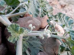 Image result for Chrozophora plicata