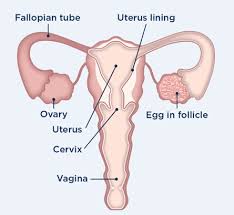 Yes, you can get pregnant naturally or with the assistance of an iui with one fallopian tube open. What Is Ovulation The What When And How Clearblue