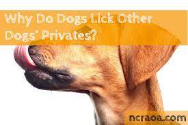 Why Do Dogs Lick Other Dogs Privates National Canine Research Association Of America