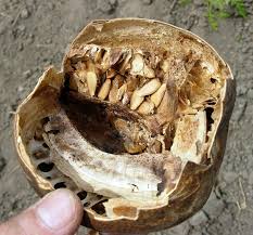 Image result for Lagenaria sphaerica