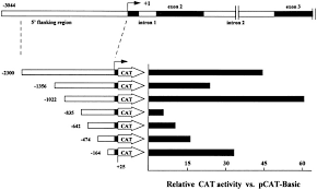 Bmp eps gif hdr/exr ico jpg png svg tga tiff wbmp webp. Functional Analysis Of The Promoter For The Humancyp1b1 Gene Journal Of Biological Chemistry