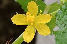 Image result for Corchorus olitorius