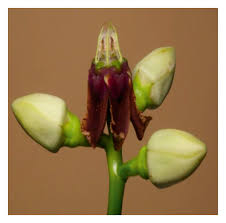 Image result for Parquetina calophylla