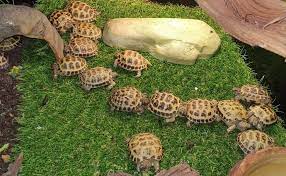 We carry products for lawn and garden, livestock, pet care, equine, and more! Exotic Animals Stolen From Motherwell Pet Shop Bbc News