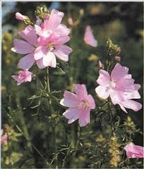 Høje, trives bedst solrigt i almindelig havejord, planten har lysegrønne blade. Katost Malva Sylvestris