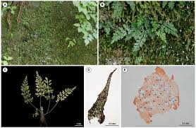 Image result for Aspleniaceae