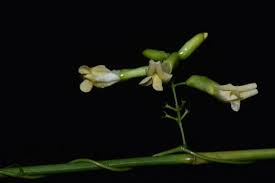 Image result for Dumasia