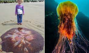 The lion's mane jellyfish, (giant jellyfish or the hair jelly), is the largest known species of jellyfish. Father And Daughter Spot Giant 6ft Lion S Mane Jellyfish Colwyn Bay Beach In Wales Daily Mail Online