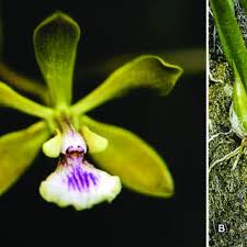 Image result for Rhynchosia holstii