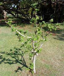 Image result for Vangueria sp.