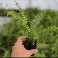 Image result for Asplenium