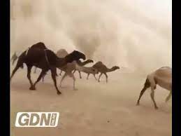 Camels form the genus camelus. Camels In A Sandstorm Youtube