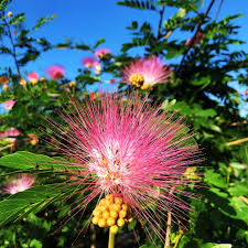 Image result for Calliandra surinamensis