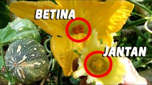 Cara Mengawinkan Bunga Labu Kuning Agar Berbuah Sempurna Sampai Panen Youtube