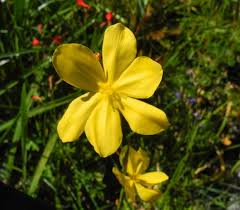 Image result for Moraea verdickii