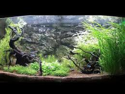 2623 Bac Amazonien 300l Amazon Tank 79gal Youtube Bac Tank Aquarium