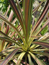 Cordyline Australis Tropical House Plants Cool Plants Annual Bedding Plants