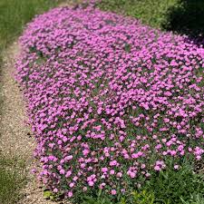Image result for Dianthus micropetalus