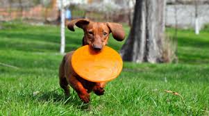 Welcome to bark avenue pet resort! Pet Resort Bark Avenue Pet Lodge