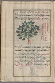 Colocynth Bitter Apple Cucumis Myriocarpus Hanzal Also Called Wild Melon Battikh Barri I E S Botanical Illustration New York Public Library Serpent