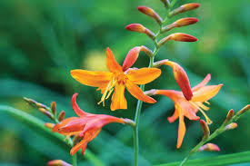 September is a good month to plant a winter cover crop that will improve garden soil. 10 Things To Do In The Garden In September San Diego Home Garden Lifestyles
