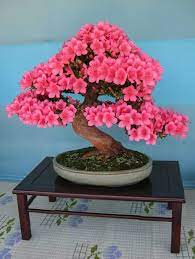 This particular plant is very hardy and produces magnificent flowers ranging up to seven inches in diameter. Satsuki Bonsai Picture Book Bonsai Azalea Bonsai Bonsai Tree Types