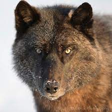 Tons of awesome wolf wallpapers 1920x1080 to download for free. Black Wolf Wolf Life Wolf Photos Black Wolf
