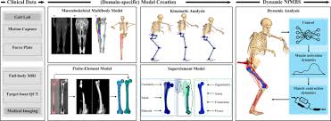 The long bones are those that are longer than they are wide. Neuro Musculoskeletal Flexible Multibody Simulation Yields A Framework For Efficient Bone Failure Risk Assessment Scientific Reports