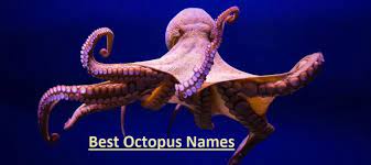 Octopus Names 100 Best Cute Funny Names For Your Octopus Octopus Names If You Have Bought A Lovely Octopus At Octopus Names Animals Of The World Octopus