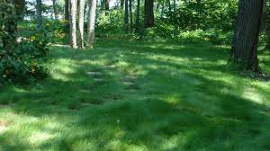 Selecting the proper grass for the lawn's intended use and for the site is the first step toward creating a quality lawn. No Mow Eco Lawn Seed Mix Prairie Nursery