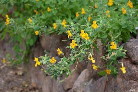 Få et 30.000 reserve sunny landscape. Mimulus Cardinalis Santa Cruz Island Gold California Flora Nursery