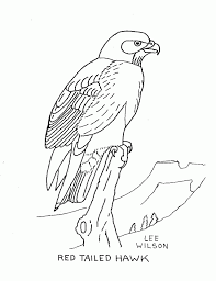 We have chosen the best hawk coloring pages which you can download online at mobile, tablet.for free and add new. Red Tailed Hawk Coloring Page Coloring Home